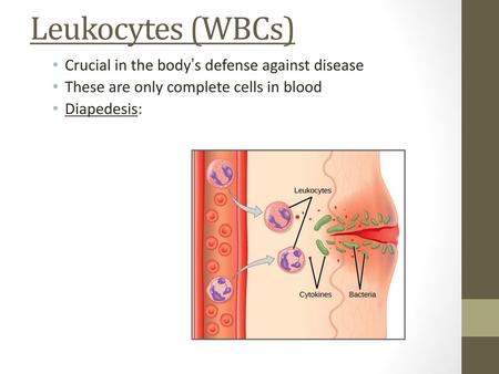 Leukocytes (WBCs) Crucial in the body’s defense against disease