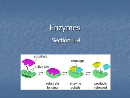 Enzymes Section 1.4.