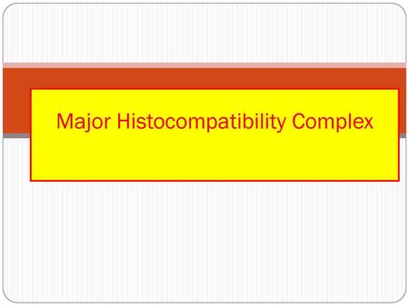 Major Histocompatibility Complex