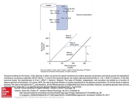 Glucose handling by the kidney