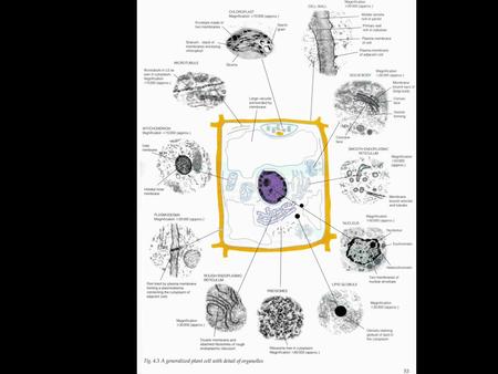 Cell membrane (x 12000) Cell membranes Functions: 1 A boundary between the cell and its environment 2 It is selectively permeable Structure.