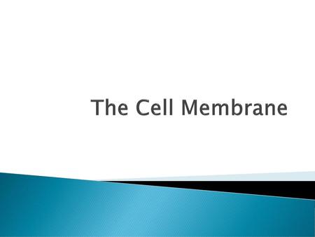 The Cell Membrane.