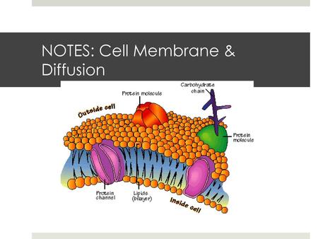 NOTES: Cell Membrane & Diffusion