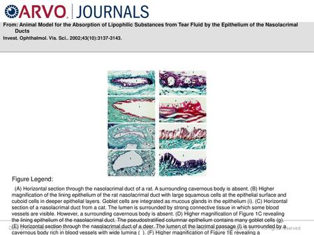 From: Animal Model for the Absorption of Lipophilic Substances from Tear Fluid by the Epithelium of the Nasolacrimal Ducts Invest. Ophthalmol. Vis. Sci..