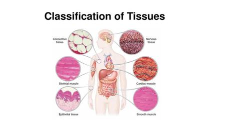 Classification of Tissues