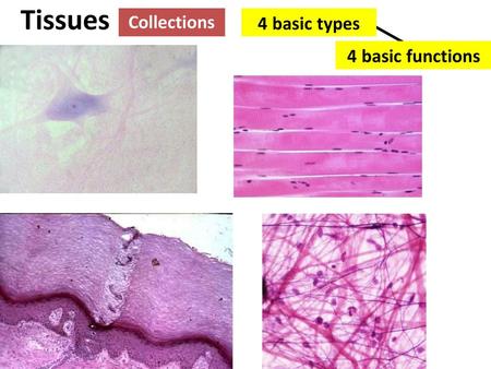 Tissues Collections 4 basic types 4 basic functions.