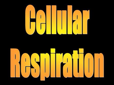 Cellular Respiration.