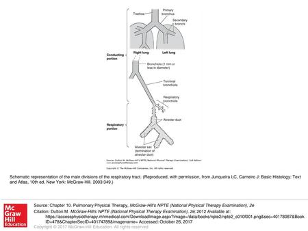 Schematic representation of the main divisions of the respiratory tract. (Reproduced, with permission, from Junqueira LC, Carneiro J: Basic Histology: