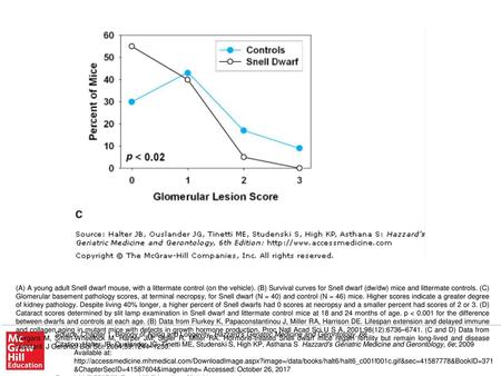 (A) A young adult Snell dwarf mouse, with a littermate control (on the vehicle). (B) Survival curves for Snell dwarf (dw/dw) mice and littermate controls.