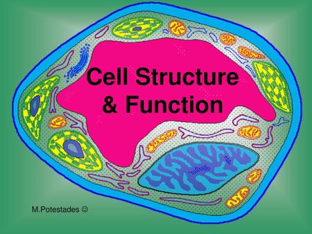 Cell Structure & Function