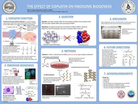 The effect of cisplatin on Ribosome Biogenesis