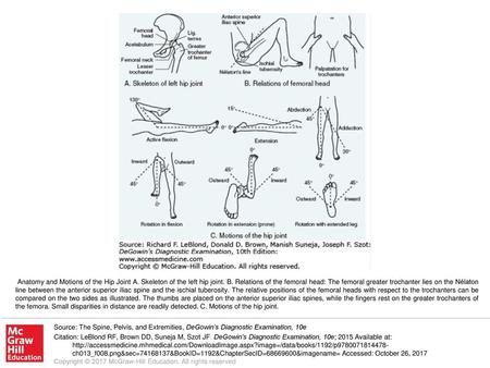 Anatomy and Motions of the Hip Joint A. Skeleton of the left hip joint