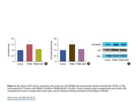 Figure 3. Elevation of p53 and its acetylation after treatment with FK866 and nicotinamide adenine dinucleotide (NAD+). Cells were treated for 72 hours.