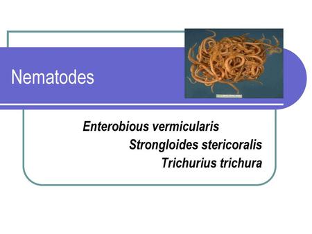 Enterobious vermicularis Strongloides stericoralis Trichurius trichura