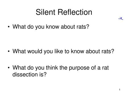 Silent Reflection What do you know about rats?