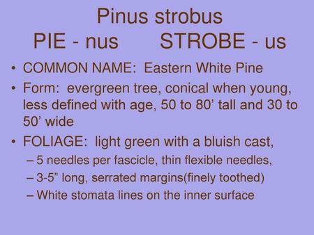 Pinus strobus PIE - nus STROBE - us