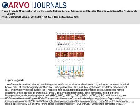 From: Synaptic Organization of the Vertebrate Retina: General Principles and Species-Specific Variations:The Friedenwald Lecture Invest. Ophthalmol. Vis.