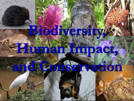 Biodiversity, Human Impact, and Conservation