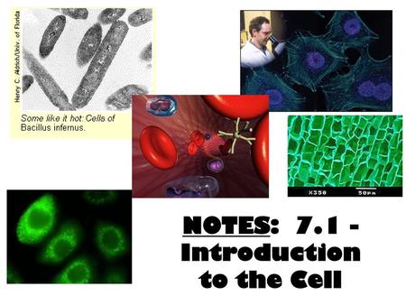 NOTES: Introduction to the Cell