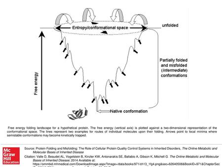 Free energy folding landscape for a hypothetical protein