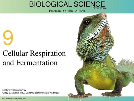 Cellular Respiration and Fermentation