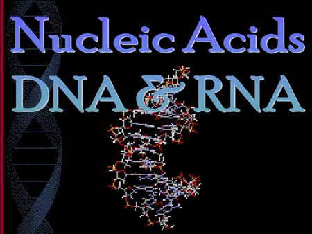 Nucleic Acids DNA & RNA.