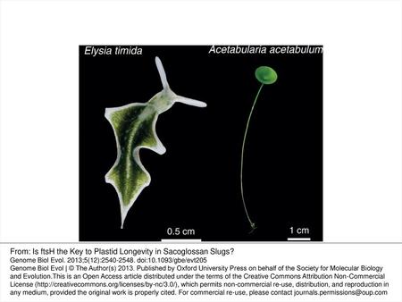 From: Is ftsH the Key to Plastid Longevity in Sacoglossan Slugs?