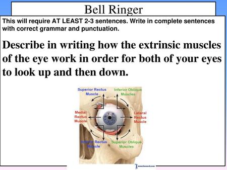 Bell Ringer This will require AT LEAST 2-3 sentences. Write in complete sentences with correct grammar and punctuation. Describe in writing how the extrinsic.