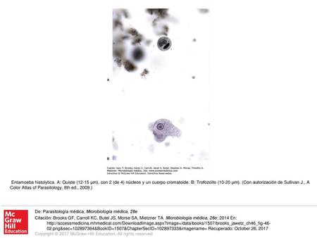 Entamoeba histolytica