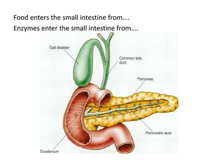 Food enters the small intestine from…