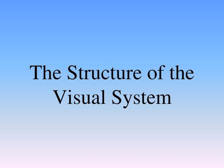 The Structure of the Visual System