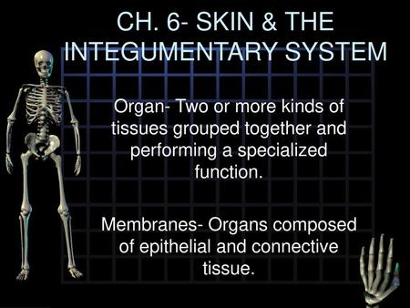 CH. 6- SKIN & THE INTEGUMENTARY SYSTEM