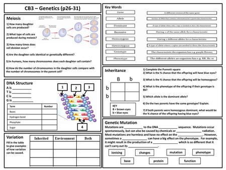 CB3 – Genetics (p26-31) B b b b Meiosis Inheritance DNA Structure