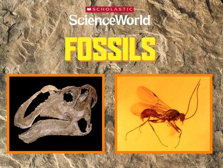 What is a fossil? What do fossils tell us?