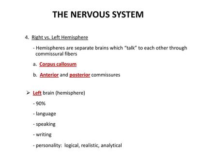 THE NERVOUS SYSTEM 4. Right vs. Left Hemisphere