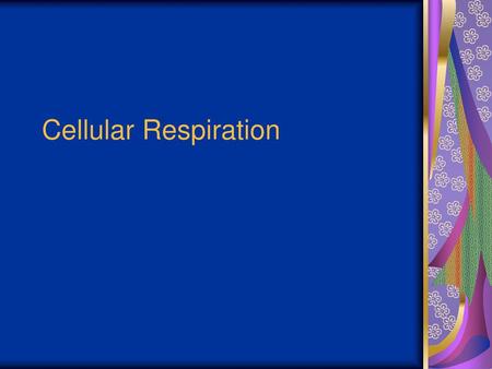 Cellular Respiration.