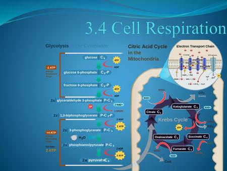 3.4 Cell Respiration.