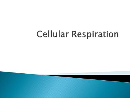 Cellular Respiration.