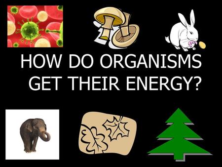 HOW DO ORGANISMS GET THEIR ENERGY?