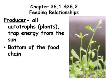 Chapter 36.1 &36.2 Feeding Relationships