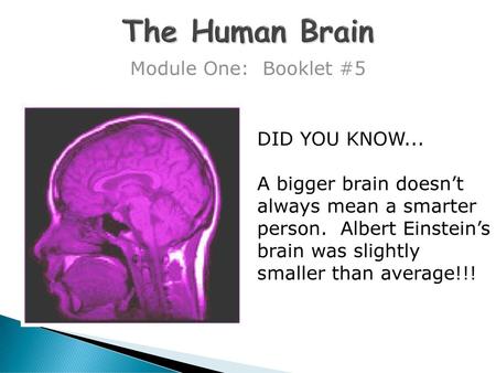 The Human Brain Module One: Booklet #5 DID YOU KNOW...