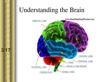 Understanding the Brain