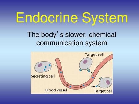 The body’s slower, chemical communication system