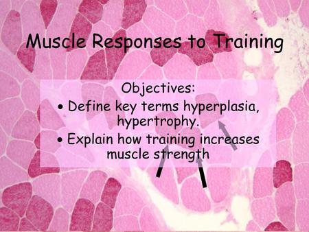 Muscle Responses to Training