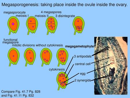 Megasporogenesis: taking place inside the ovule inside the ovary.