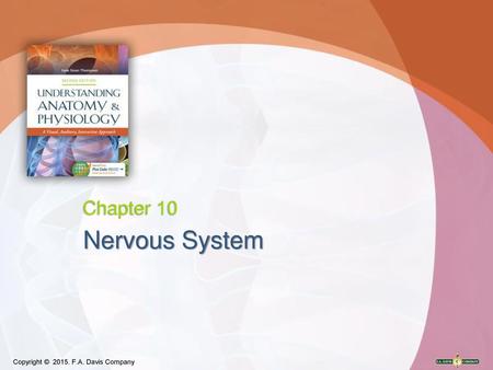 Chapter 10 Nervous System.