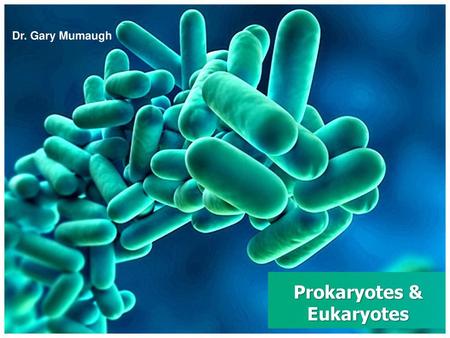 Prokaryotes & Eukaryotes