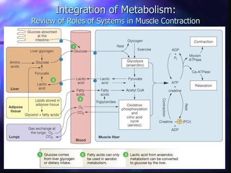 Respiratory chain well developed.