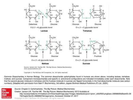 Common Disaccharides in Human Biology