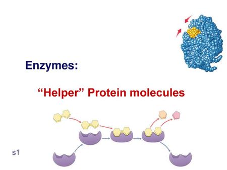 Enzymes: “Helper” Protein molecules